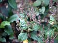 Small-Flowered Shrub-Mint